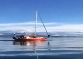 Velero impactó una ballena