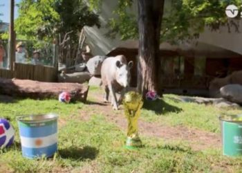 Tapir Manolo es el nuevo «Pulpo Paul» prediciendo con éxito los resultados del mundial