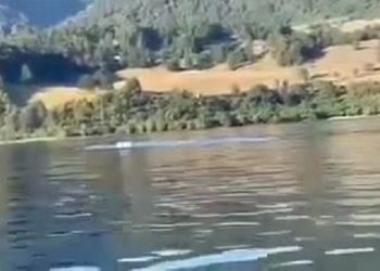 graban a curiosa criatura llamada monstruo lago ranco