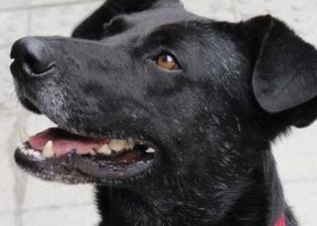 OPINION: Elecciones, la muerte del octubrismo y el perro ‘matapacos’