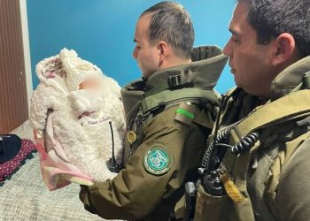 El perfil de la mujer que robó un bebé recién nacido desde hospital en Temuco