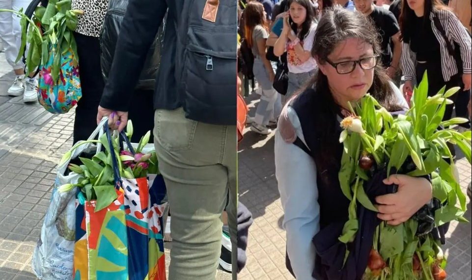 Denuncian que están vendiendo en línea tulipanes regalados en Las Condes