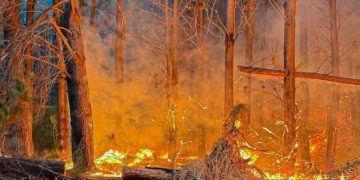 Registro revela dramático escape de familia por incendio en Biobío