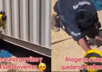 Indignación en Atacama: trabajador ahogó cachorros en faena minera de Tierra Amarilla y desata ola de rechazo social