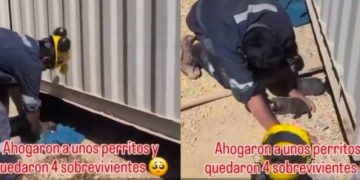 Indignación en Atacama: trabajador ahogó cachorros en faena minera de Tierra Amarilla y desata ola de rechazo social