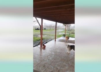 «Tuca» sobrevivió al tornado que estremeció a Ñuble: la historia de la perrita que fue arrastrada 200 metros por el viento