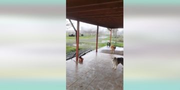 «Tuca» sobrevivió al tornado que estremeció a Ñuble: la historia de la perrita que fue arrastrada 200 metros por el viento