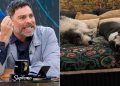 neme explota por carrera de galgos