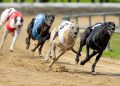 votacion contra carreras de galgos