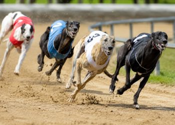 votacion contra carreras de galgos