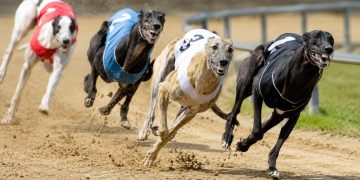 votacion contra carreras de galgos