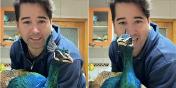 javier olivares pavo real
