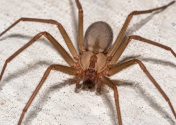 Araña de rincón en Coquimbo: un joven murió y otro permanece grave tras dos mordeduras