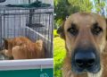 Polémica en Colina: sacrificio de perro comunitario desata indignación y obliga a investigar a las autoridades