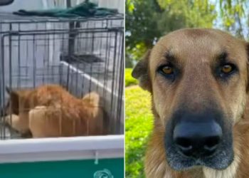 Polémica en Colina: sacrificio de perro comunitario desata indignación y obliga a investigar a las autoridades